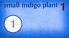 Small Indigo Plant